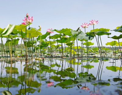 徐艺真上综艺